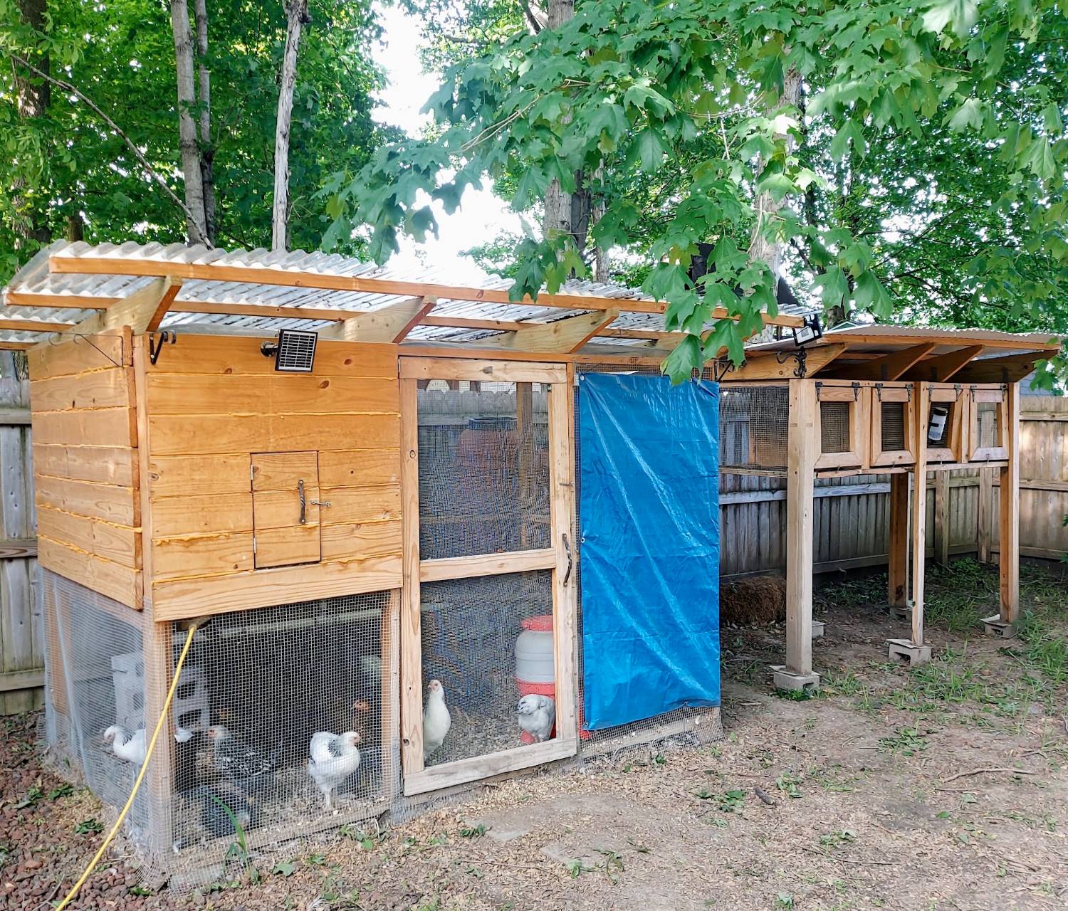 Chicken coop (left) and rabbit coop (right) with a custom rainwater catchment system that gravity-fed water down into the coops